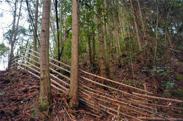 男子隐居深山5年，造10000余米围栏“圈”山养羊，看生活成啥样子