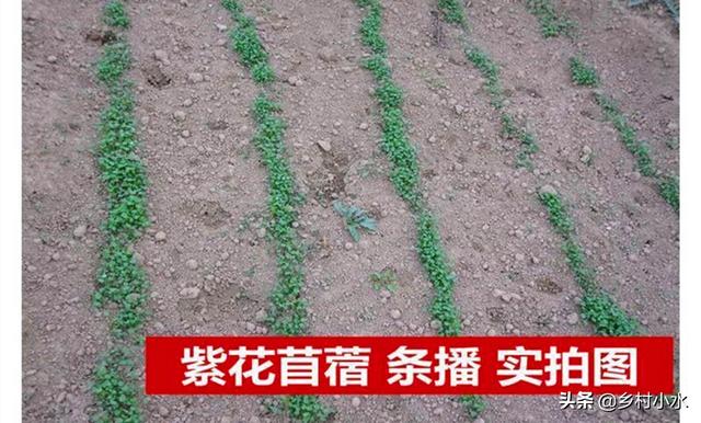 紫花苜蓿被誉为“牧草之王”，亩产5吨，是禽畜的优质青饲料