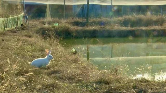 河南新县：因地制宜发展生态养殖 特色产业促进乡村振兴