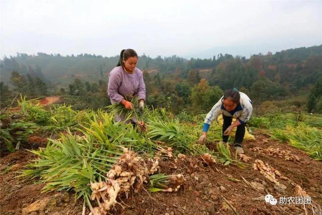 助农团团丨剑河：“姜”来迎丰收 青山孕育“金疙瘩”