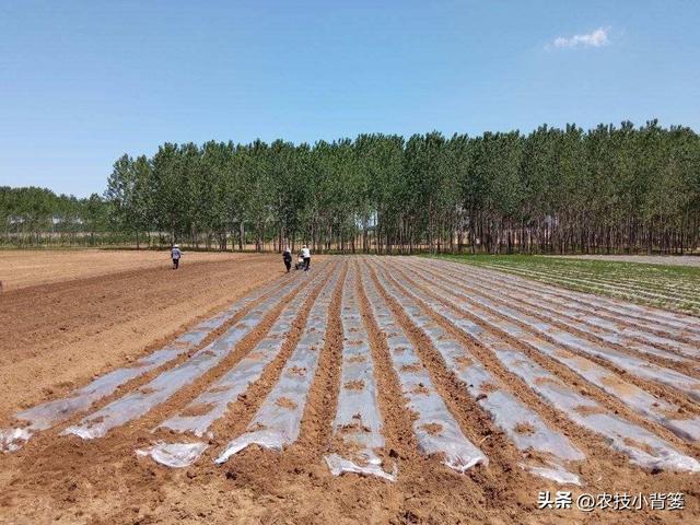 春季种植花生时，有哪些播种细节要重点注意？重点注意4个方面