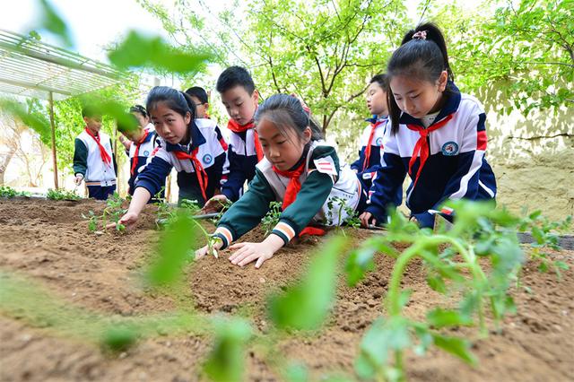 山东青岛：种植活动进校园 农耕劳动伴成长