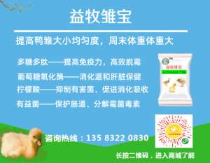 招聘肉鸭养殖厂长(2019年8月1日鸭苗、毛鸭行情早报与趋势分析苗价下滑)