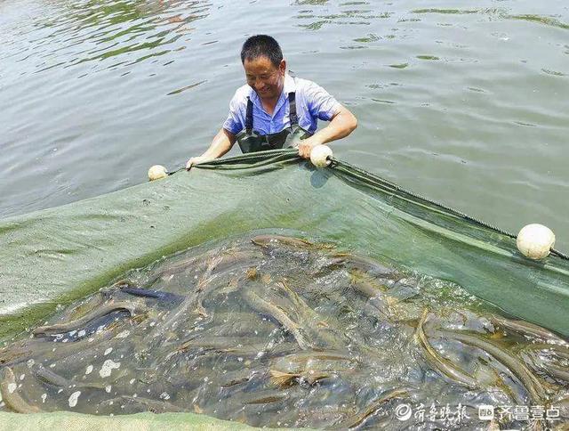 情报站丨捕捞归来鱼满仓！临沂“怪兽鱼”上岸，渔民喜笑颜开