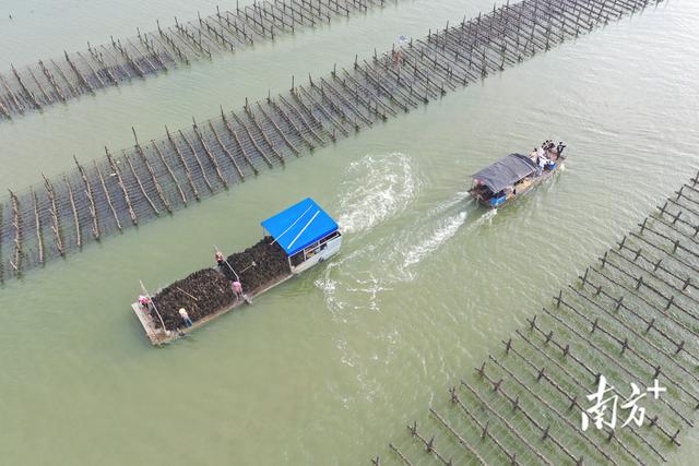 一试上瘾，在湛江彻底放飞：来一场“蚝”门盛宴