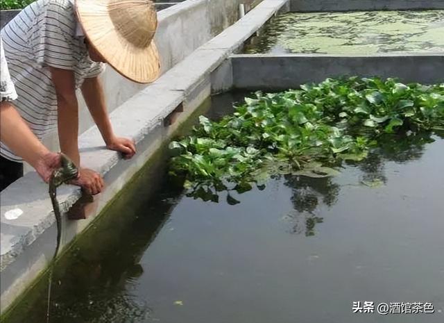 黄鳝的生物特征，与其池塘网箱健康高效的养殖技术