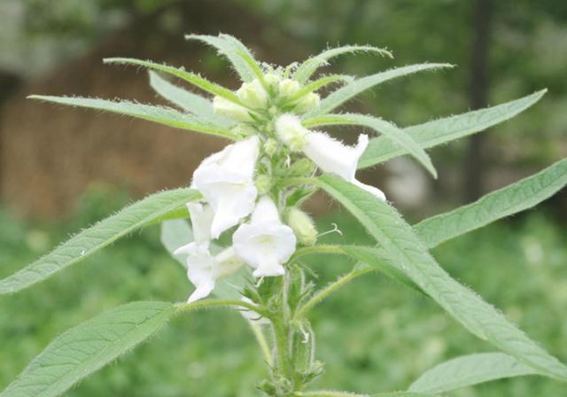 种植芝麻，小编教你几招种植的技巧，方法很简单可提高产量