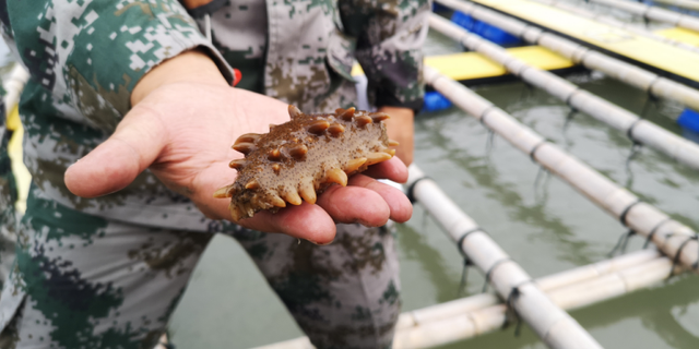 霞浦：海参养殖忙