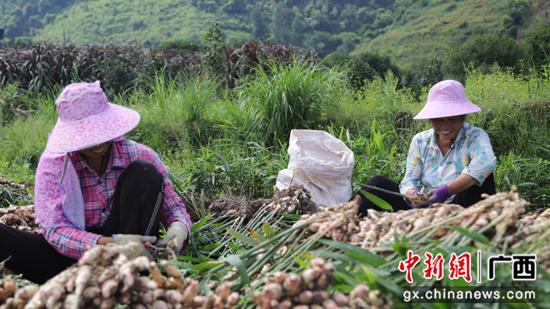 荔浦龙怀乡：小生姜种出增收大“丰”景