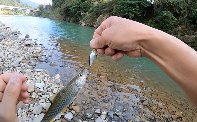 颜色发青，长得像棍子，人称“淡水鱼之王”，连鱼鳞都是极品美味