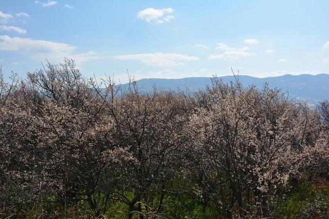 首届中国洱源梅花文化节举行