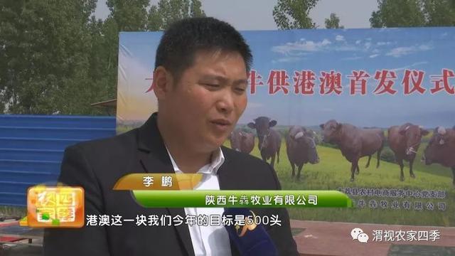 大荔秦川牛卖到香港 每斤毛牛增值近两块