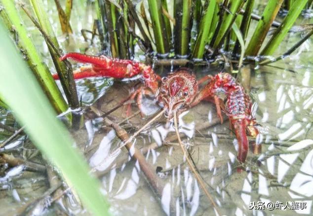 全面、实用！小龙虾养殖一年的周期表，解析苗种、水质及管理问题