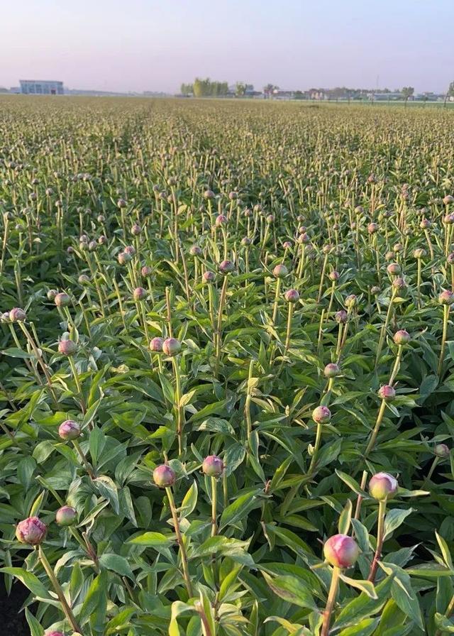 切花芍药每亩卖27万元，这是真的吗？