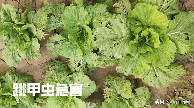 种植白菜，跳甲虫危害大，怎样防治？用什么农药效果好？