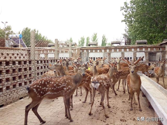 中国十大饲养基地！中国最大的养殖场在哪？（蛋鸡、水产、畜牧）