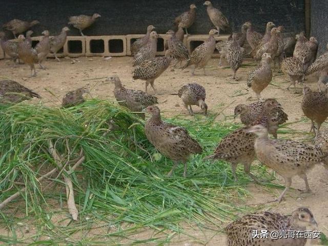 山鸡育雏期的饲养管理技术，有补贴吗？