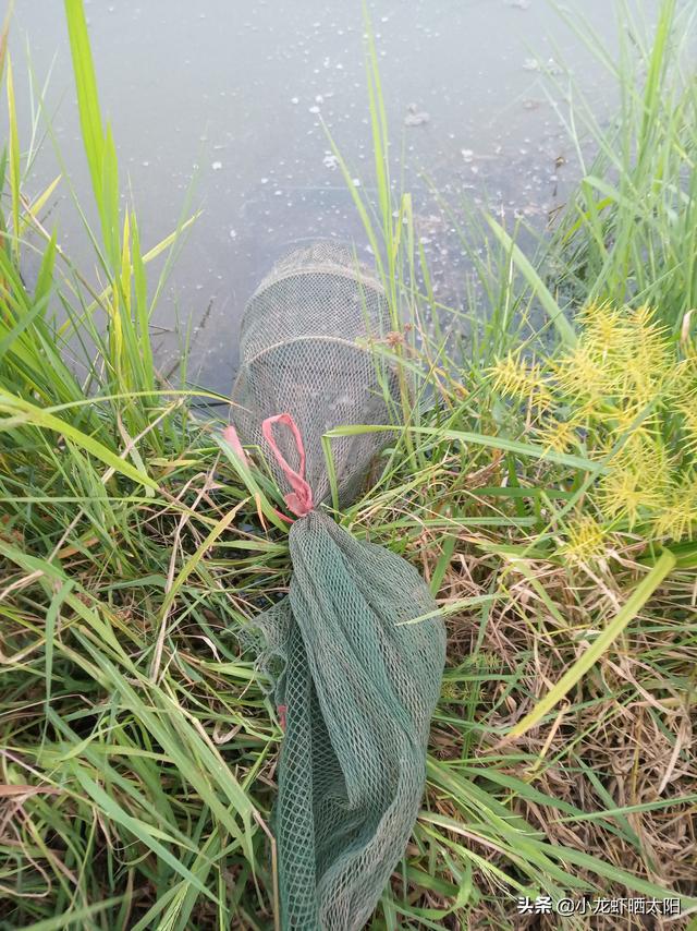 在小龙虾养殖过程中，生物改底净水到底用芽孢杆菌好还是em菌好？