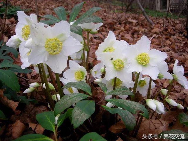 9种养在树荫下也能经常开花的植物，这些花就是喜欢阴凉的环境