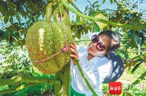 榴莲的种植区域(国产榴莲上市在三亚种植、风味更丰富)