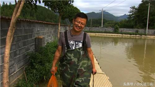 「三农奇谈」甲鱼养殖达人教你怎么用露天养殖法养出野生甲鱼