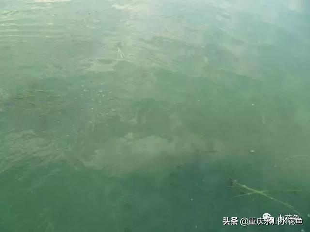 水体的五个主要理化指标：PH值、溶解氧、氨氮、亚硝酸盐和硫化氢