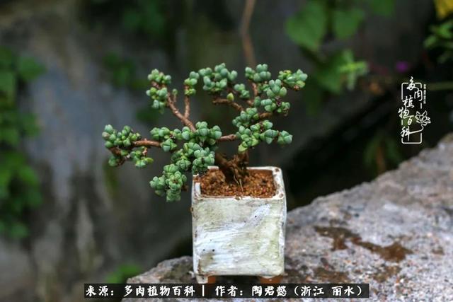 当多肉遇到盆景，那便是多肉盆景了！附多肉盆景制作要点