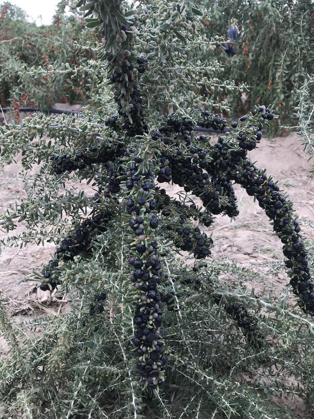 曾经炒成天价的黑枸杞，如今却跌下神坛，种植户：太难了