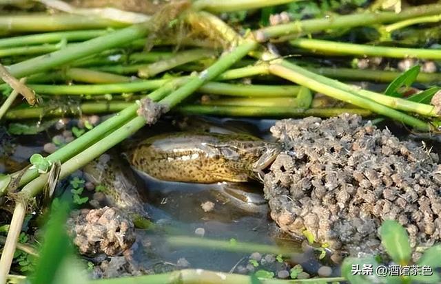 黄鳝的生物特征，与其池塘网箱健康高效的养殖技术