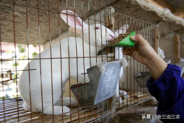 獭兔的利润是养猪的2倍，一个窍门，干净卫生产仔多，5年买房买车