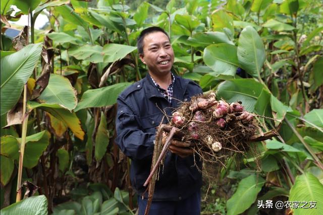 广西天峨：岜暮乡 产业在石缝里开花结果