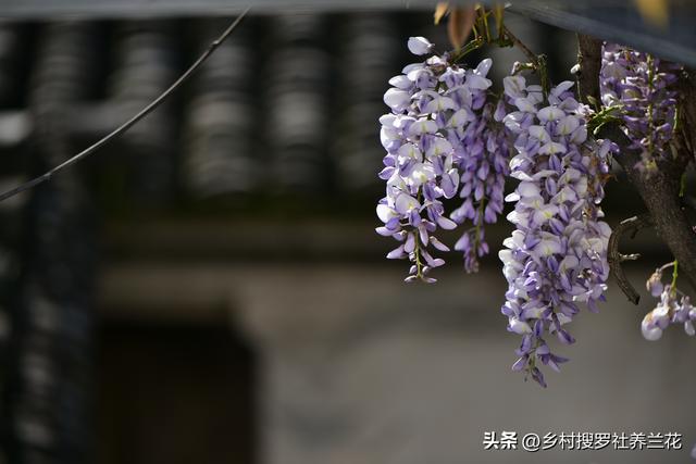 庭院种植紫藤花，只要做好这6点，要不了24个月就能开成紫色瀑布