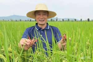 鄱阳湖龙虾养殖基地吗(稻在水中长 鱼绕稻间游)