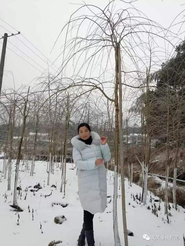 美国垂枝樱雪景 VS 中国垂枝樱雪景