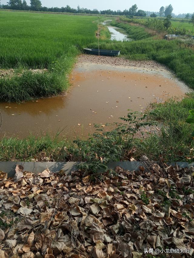 在小龙虾养殖过程中，生物改底净水到底用芽孢杆菌好还是em菌好？