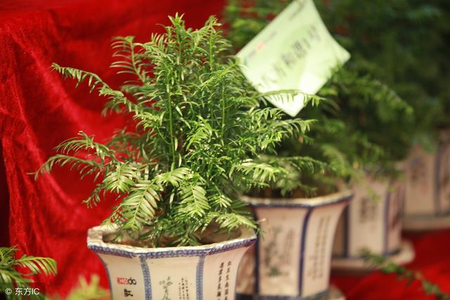 植物达人，怎么养红豆杉会如此美？