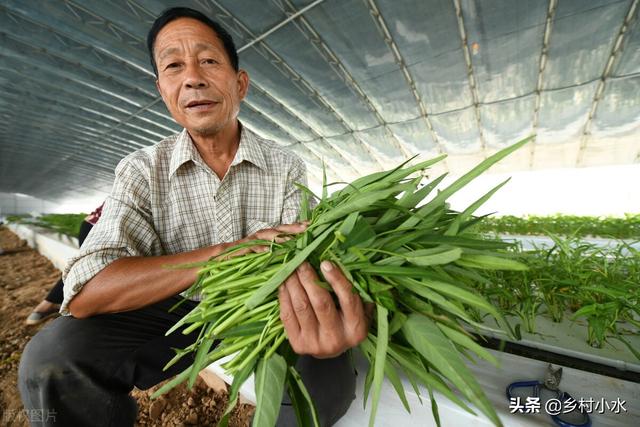 空心菜什么时候种植？做好下面3点，空心菜出苗快、长势旺