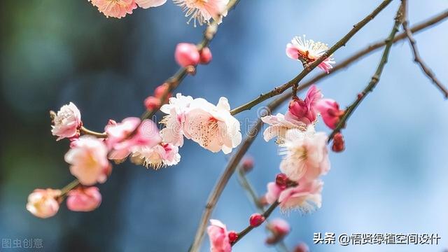 梅花适合在院子里种植吗？怎么在院子里养它？