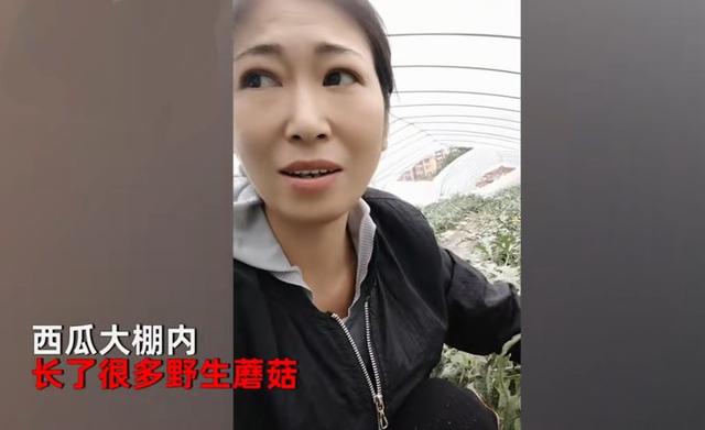 种西瓜却长出一地蘑菇，西瓜还没蘑菇大，惠州女子喜获罕见食用菌