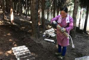 香茹蜜种植(林下套种多种食用菌 闲置林地变成“致富地”)