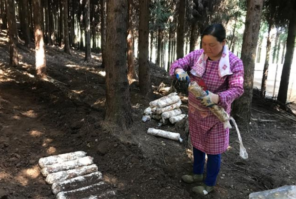 林下套种多种食用菌 闲置林地变成“致富地”