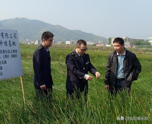 五六块一斤，药用和食用价值都很高的马蹄，怎么种植才更高产？