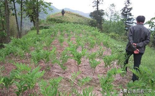 从玉竹的生物学特性出发，谈玉竹高产栽培技术