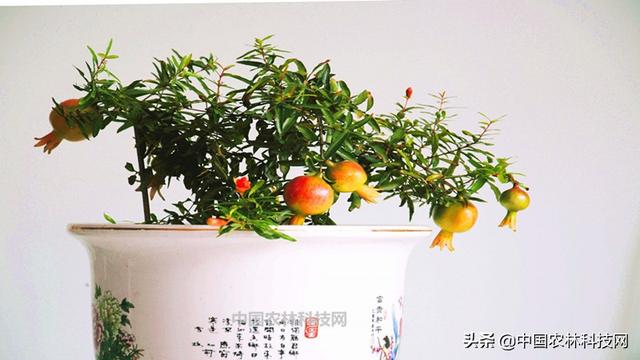 教你在家种植石榴盆栽，简单易学（建议收藏）