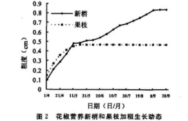 花椒树栽培技术｜大红袍花椒生物学特性观测实验