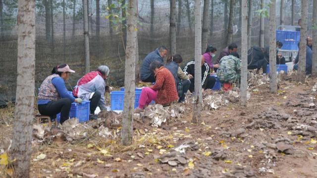 河南沁阳市利用林下场地种植雪茸菇 开辟乡村致富新路子