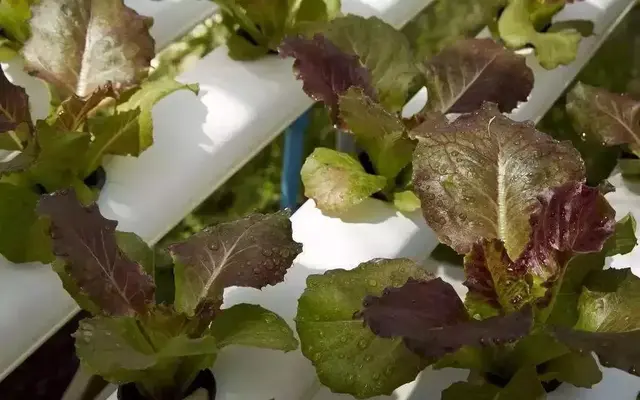 现代农业种植模式和栽培方式