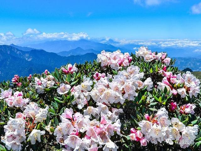 高山杜鹃，美艳得不可方物