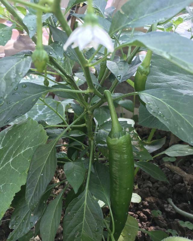 家中有一些空桶空花盆，不妨种几棵辣椒，能吃能观赏不用花钱