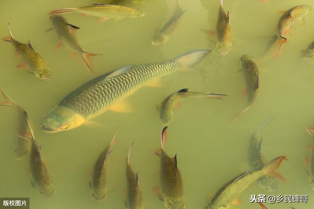 水库主养草鱼混养鲫鱼技术，调整养殖结构与管理模式，增产提质